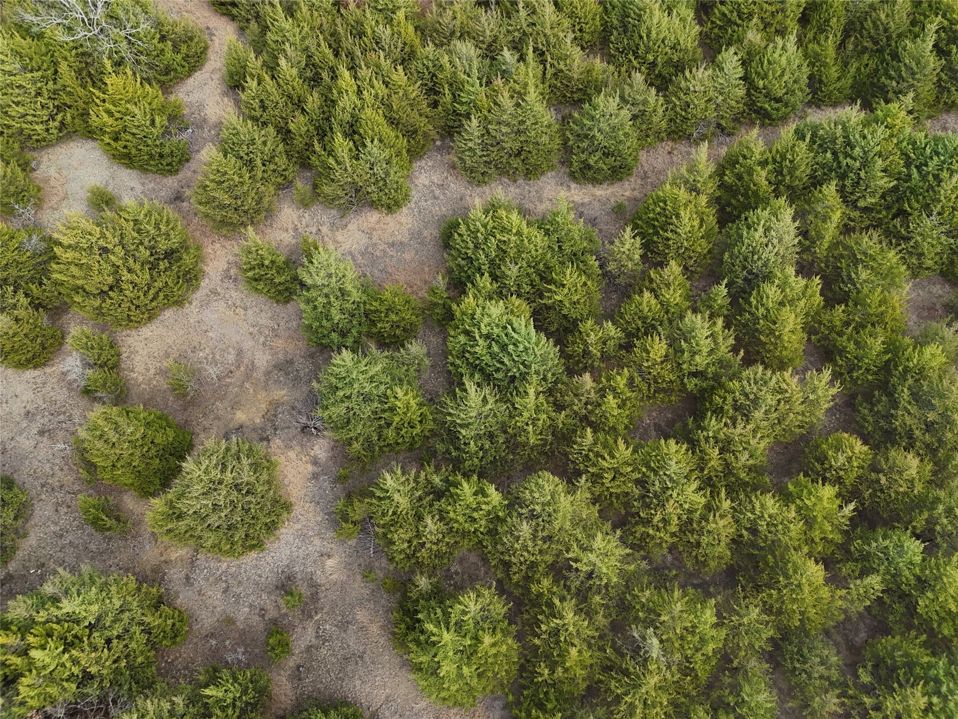 23 acres in Fannin County - photo 8