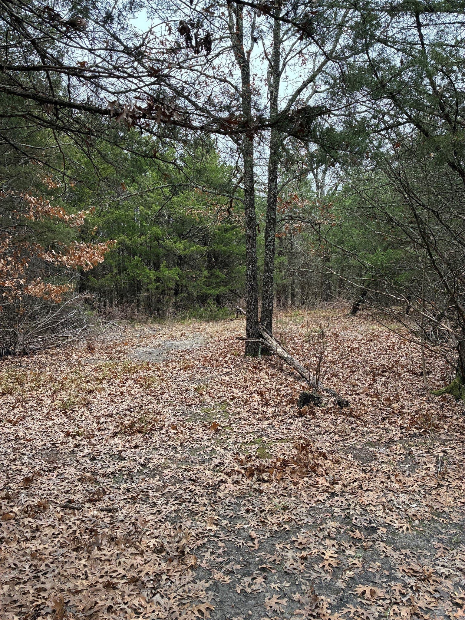 23 acres in Fannin County - photo 4