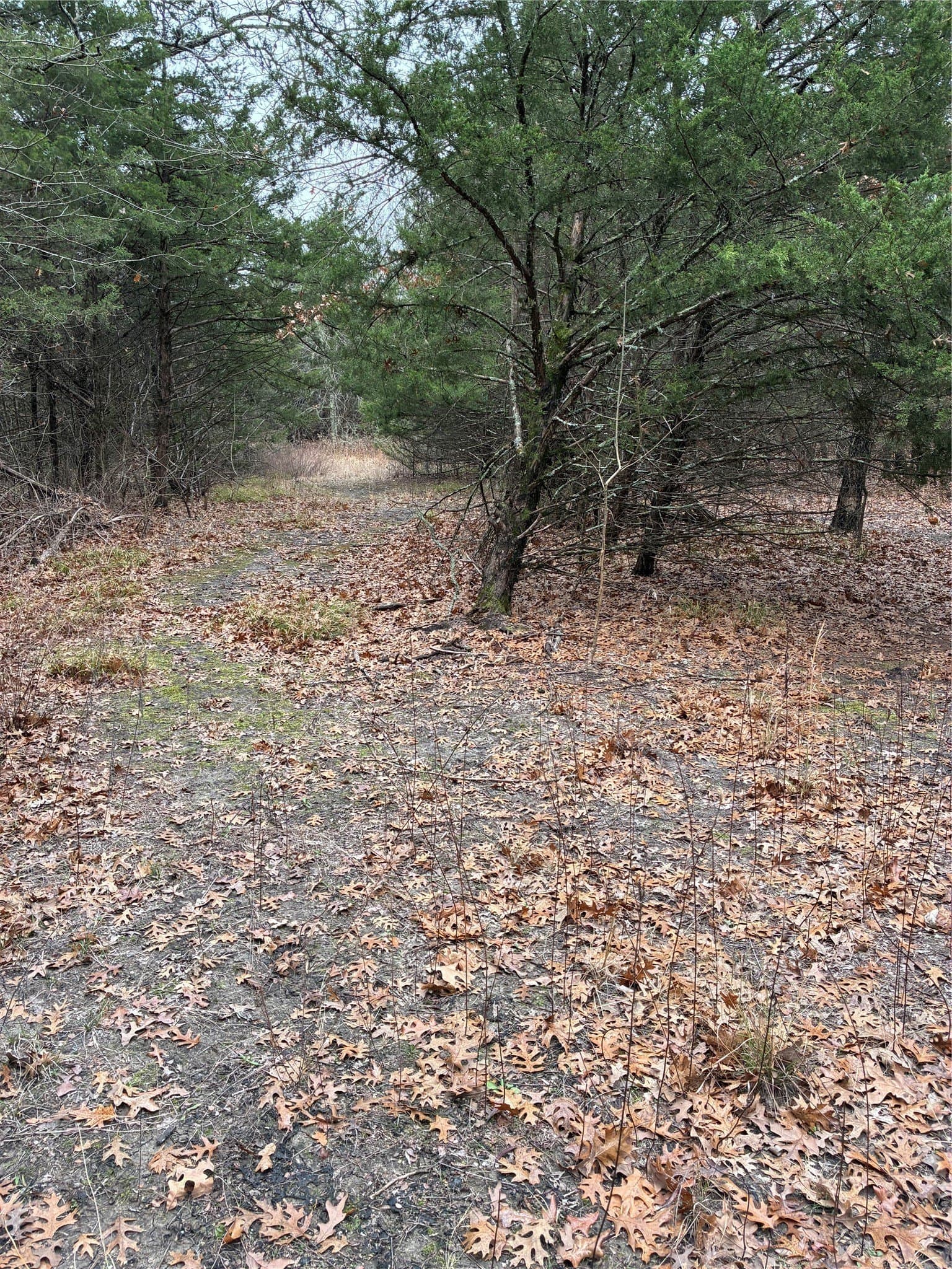 23 acres in Fannin County - photo 2