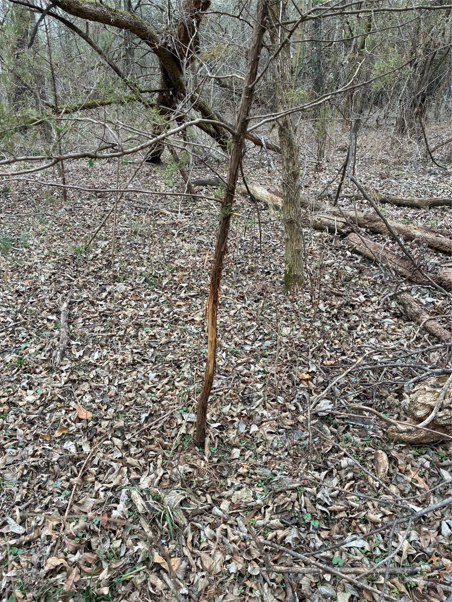 23 acres in Fannin County - photo 10