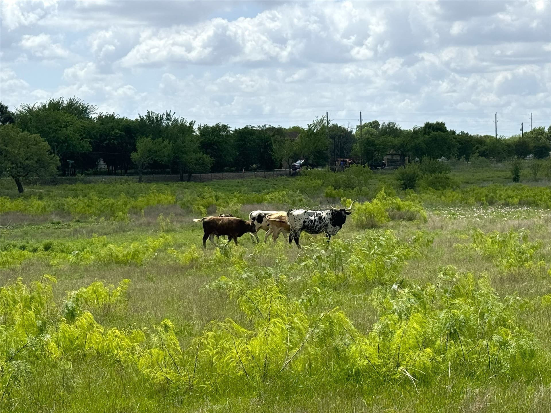 39.39 acres in Tarrant County - photo 24