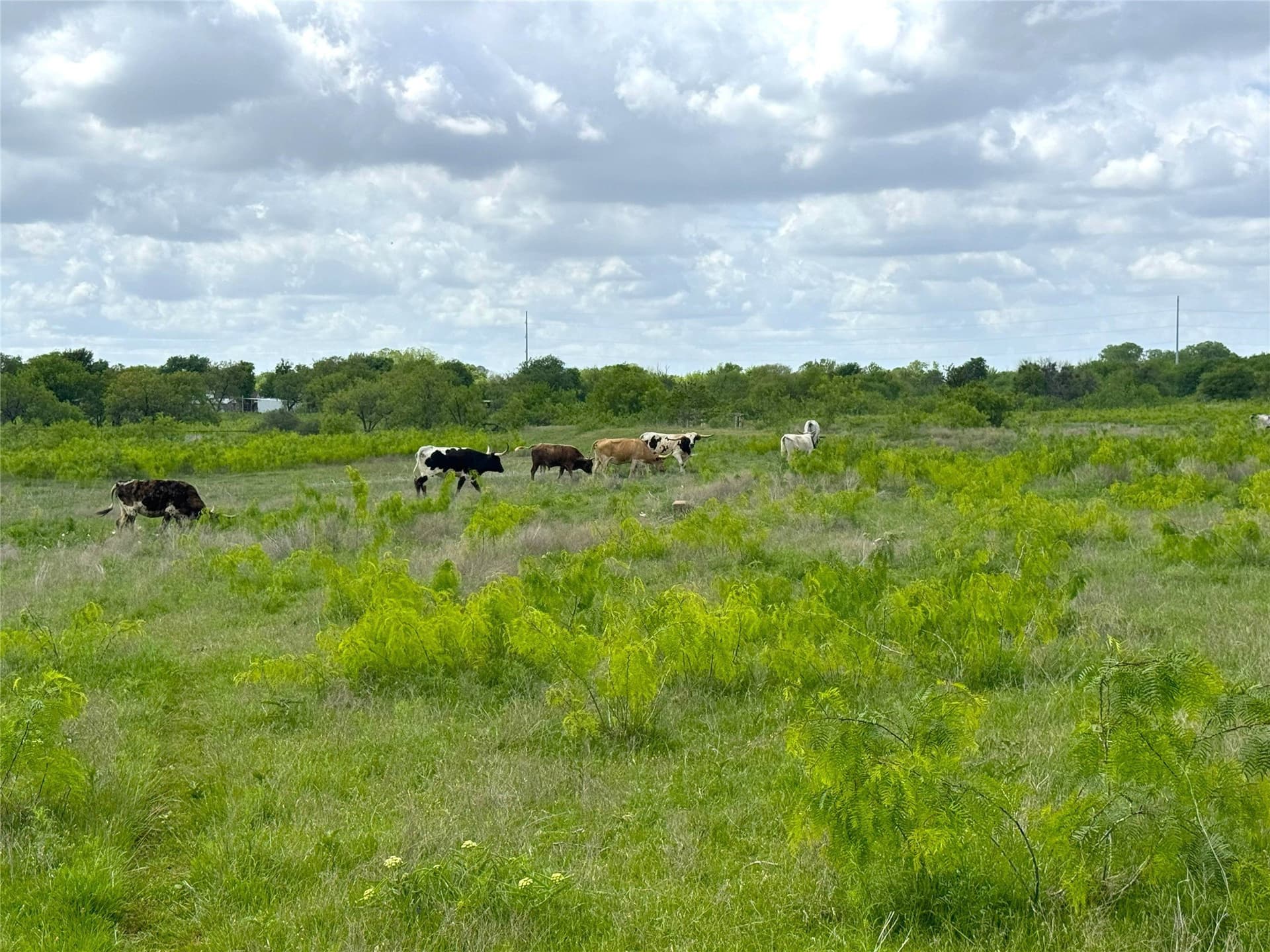 39.39 acres in Tarrant County - photo 11