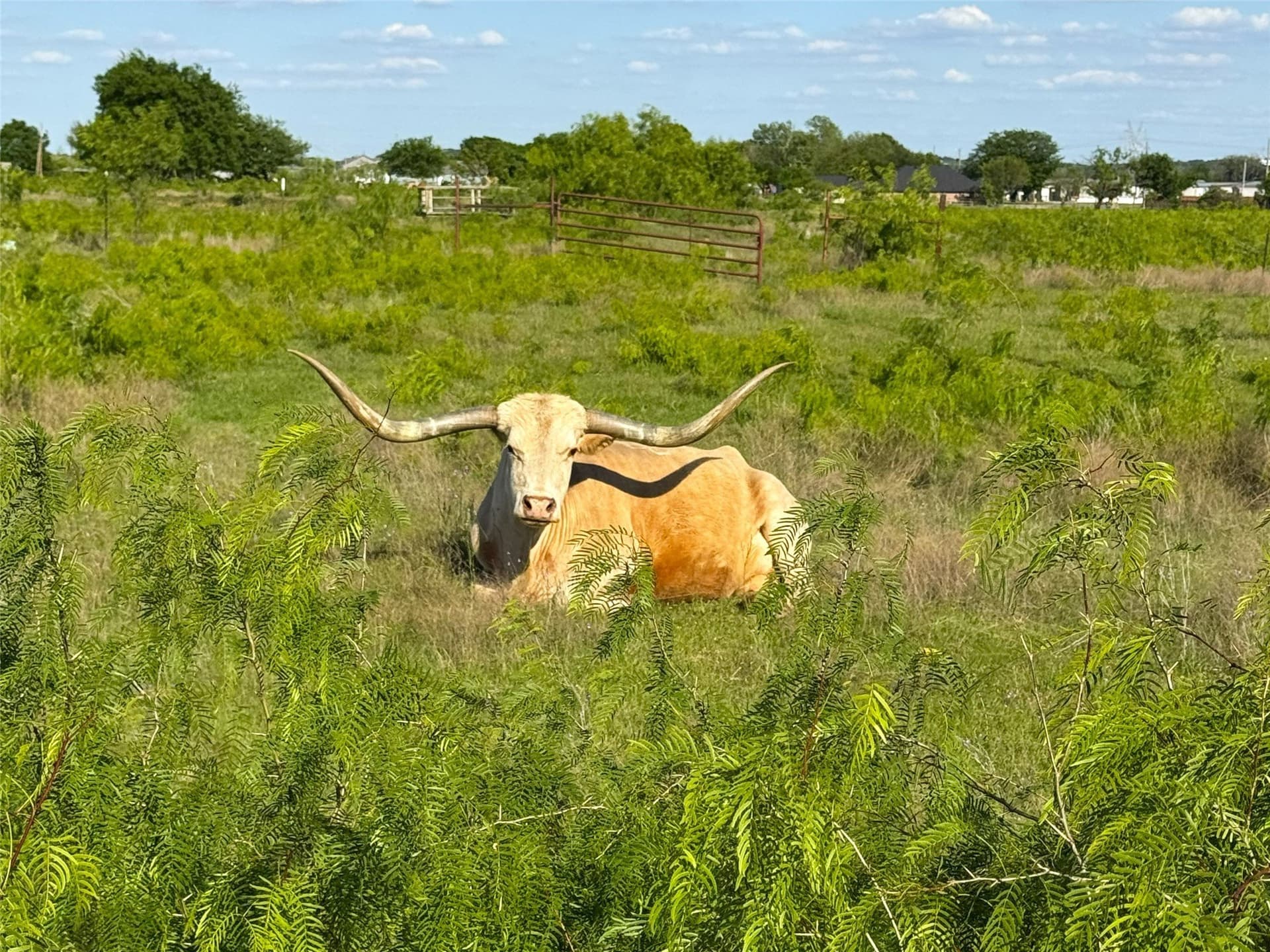 39.39 acres in Tarrant County - photo 17