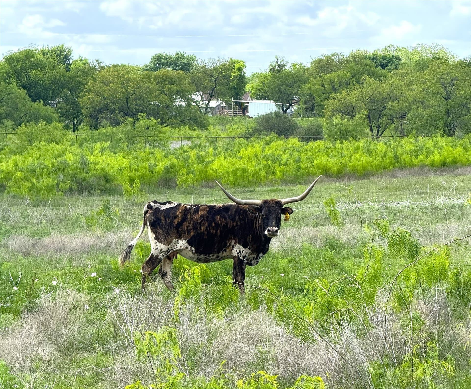 39.39 acres in Tarrant County - photo 19
