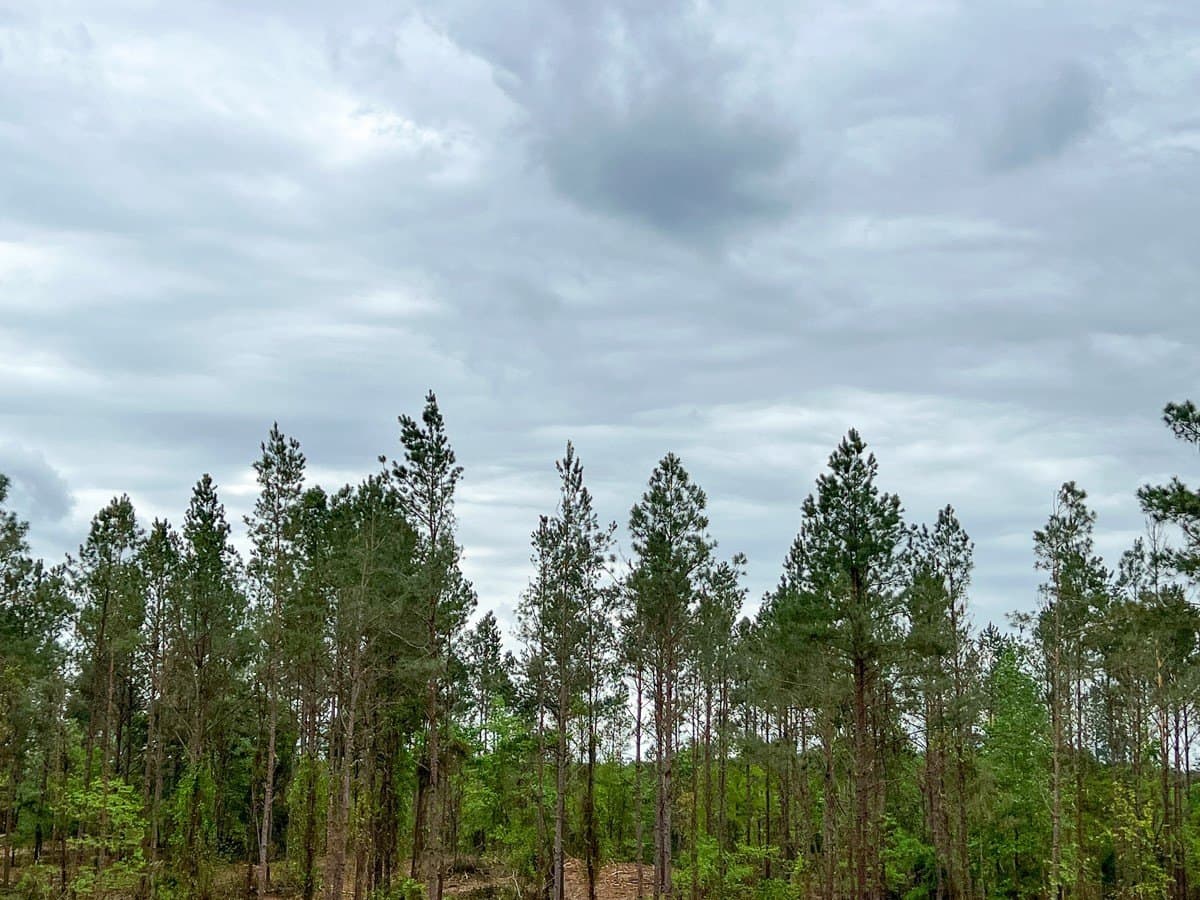40 acres in Houston County gallery image 2