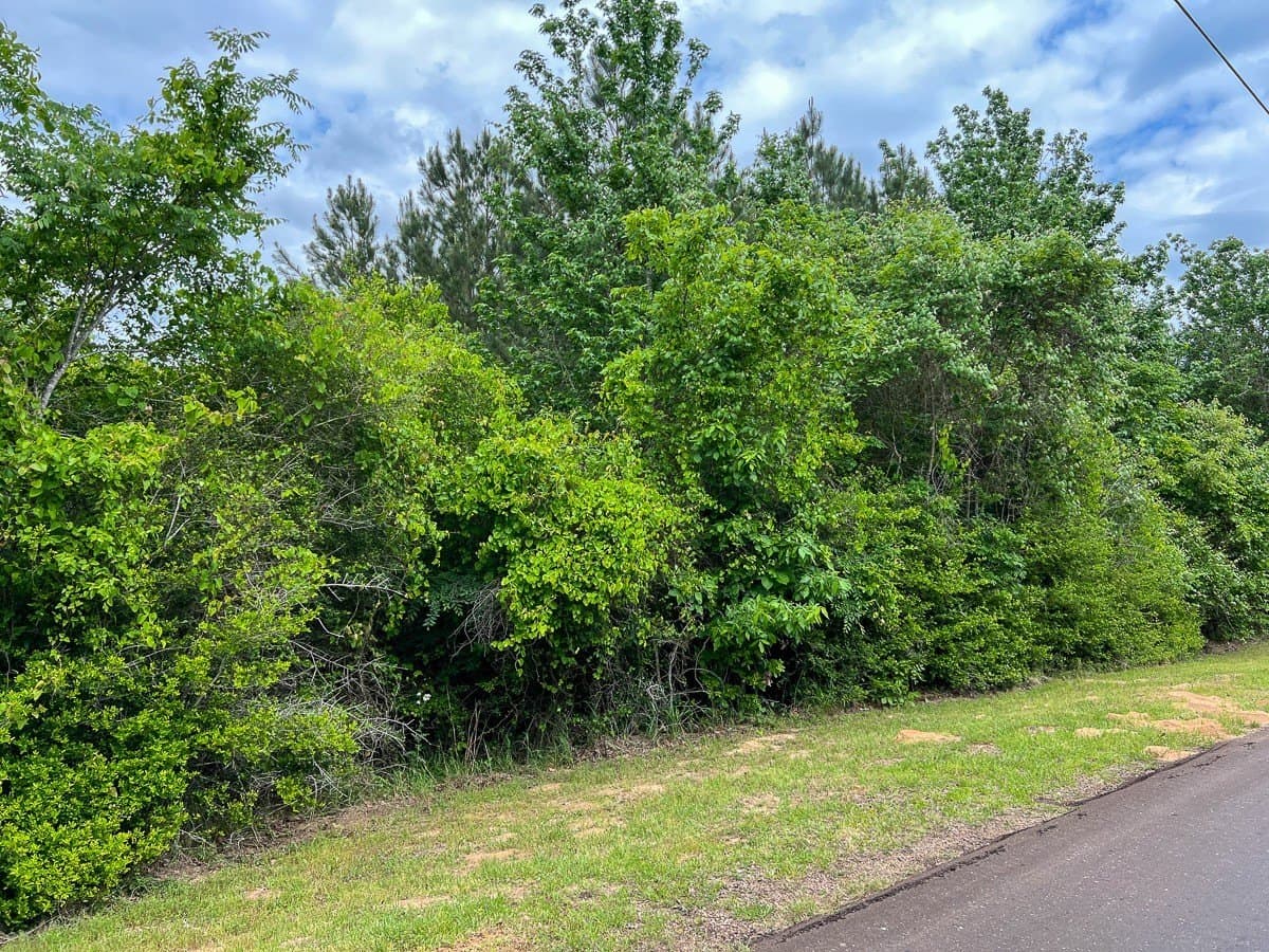 40 acres in Houston County gallery image 4