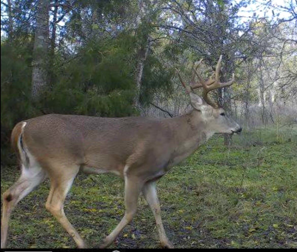 67.5 acres in McLennan County gallery image 3