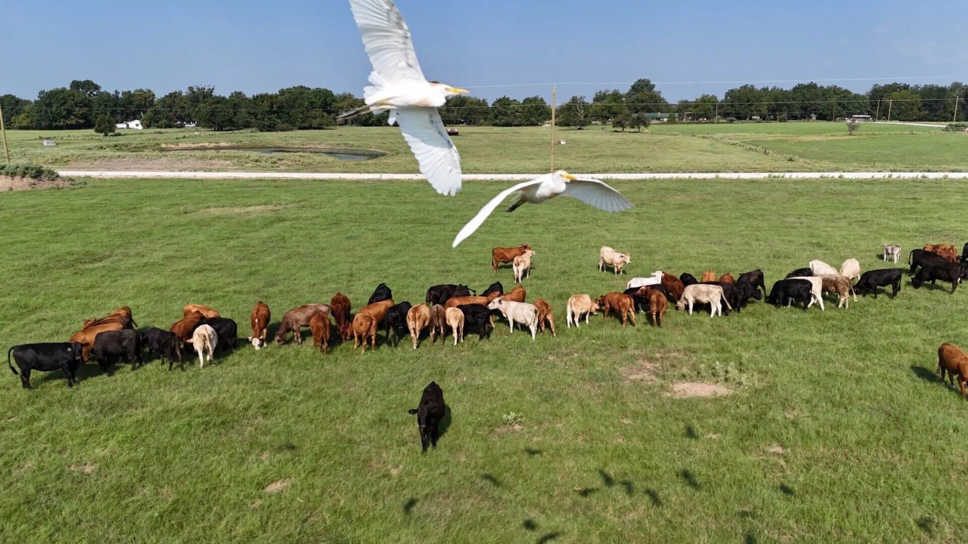 3.43 acres in Limestone County - photo 9