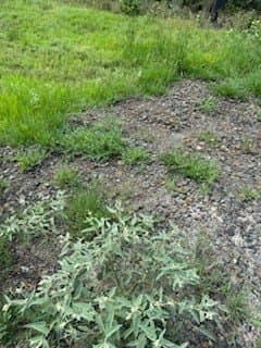 5 acres in Texas County gallery image 4