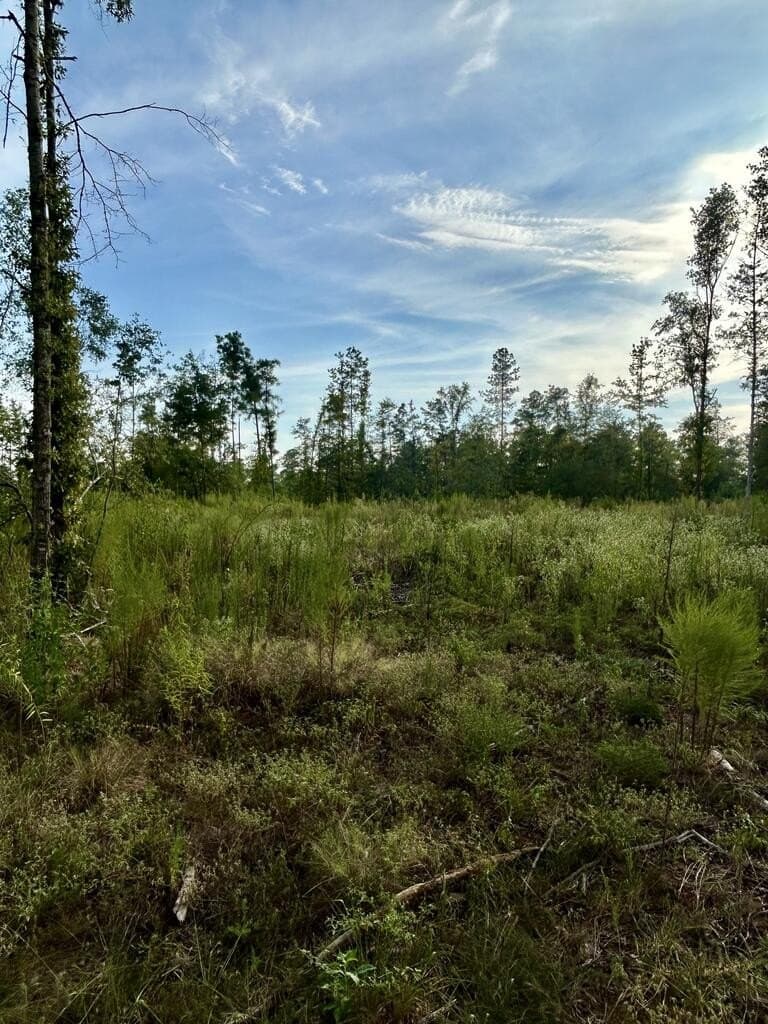 23 acres in Texas County - photo 6