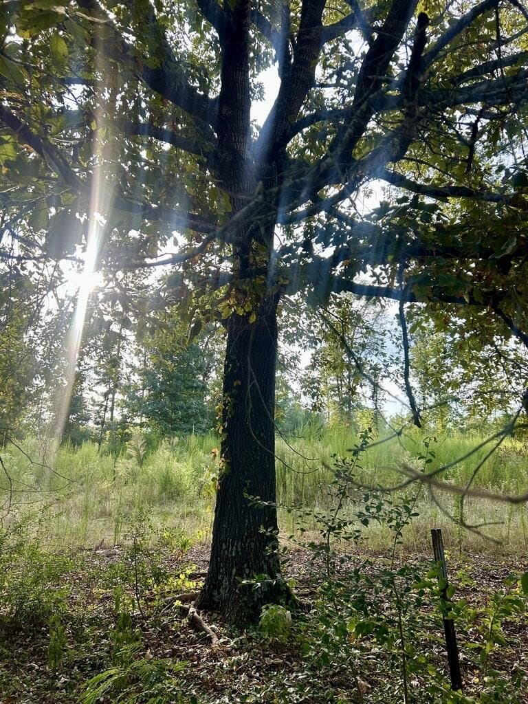 23 acres in Texas County - photo 9