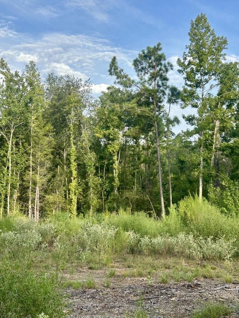 23 acres in Texas County - photo 7