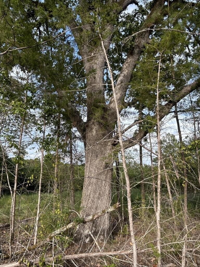 23 acres in Texas County - photo 5