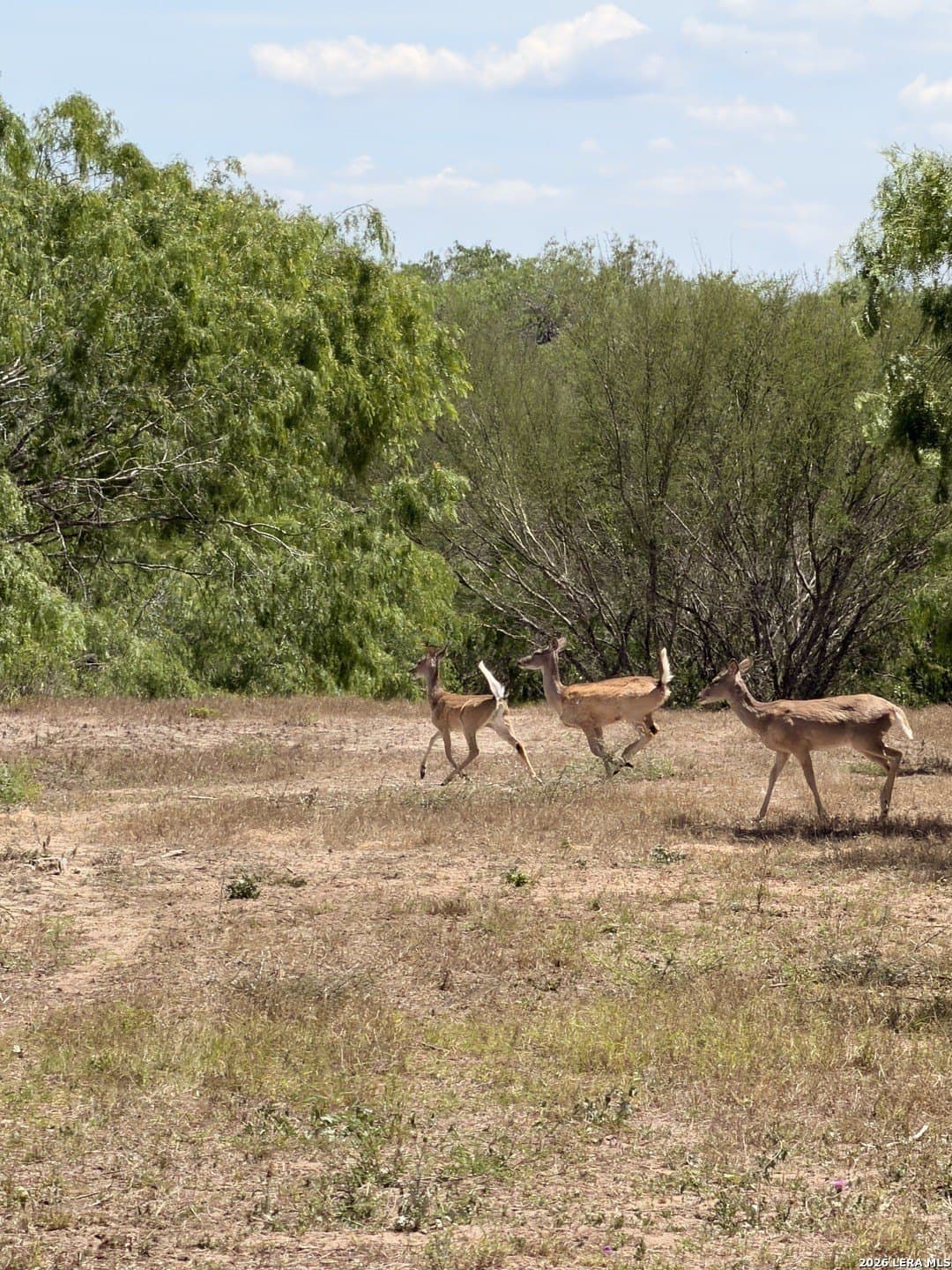 47 acres in Live Oak County - photo 4