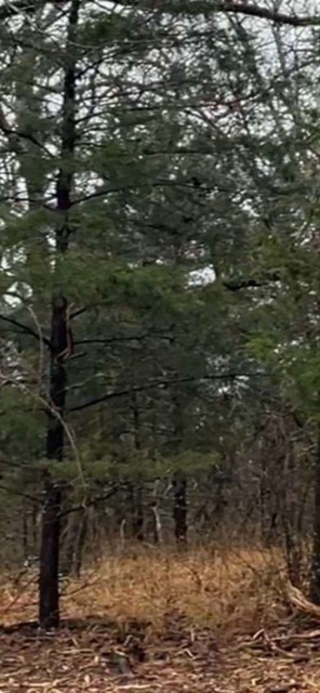 21.3 acres in Rains County gallery image 3