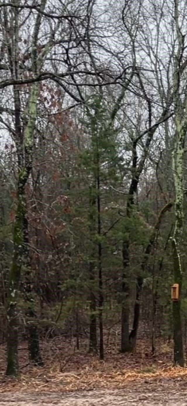 21.3 acres in Rains County gallery image 2