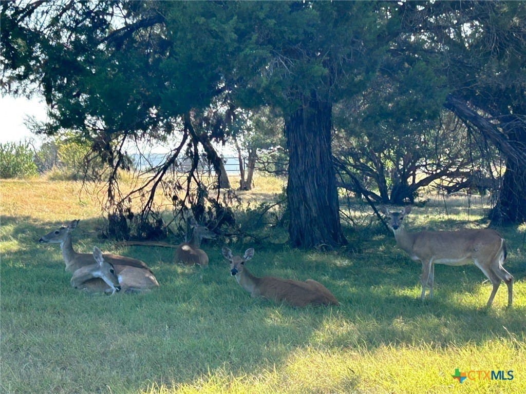 0.19 acres in Bell County - photo 9