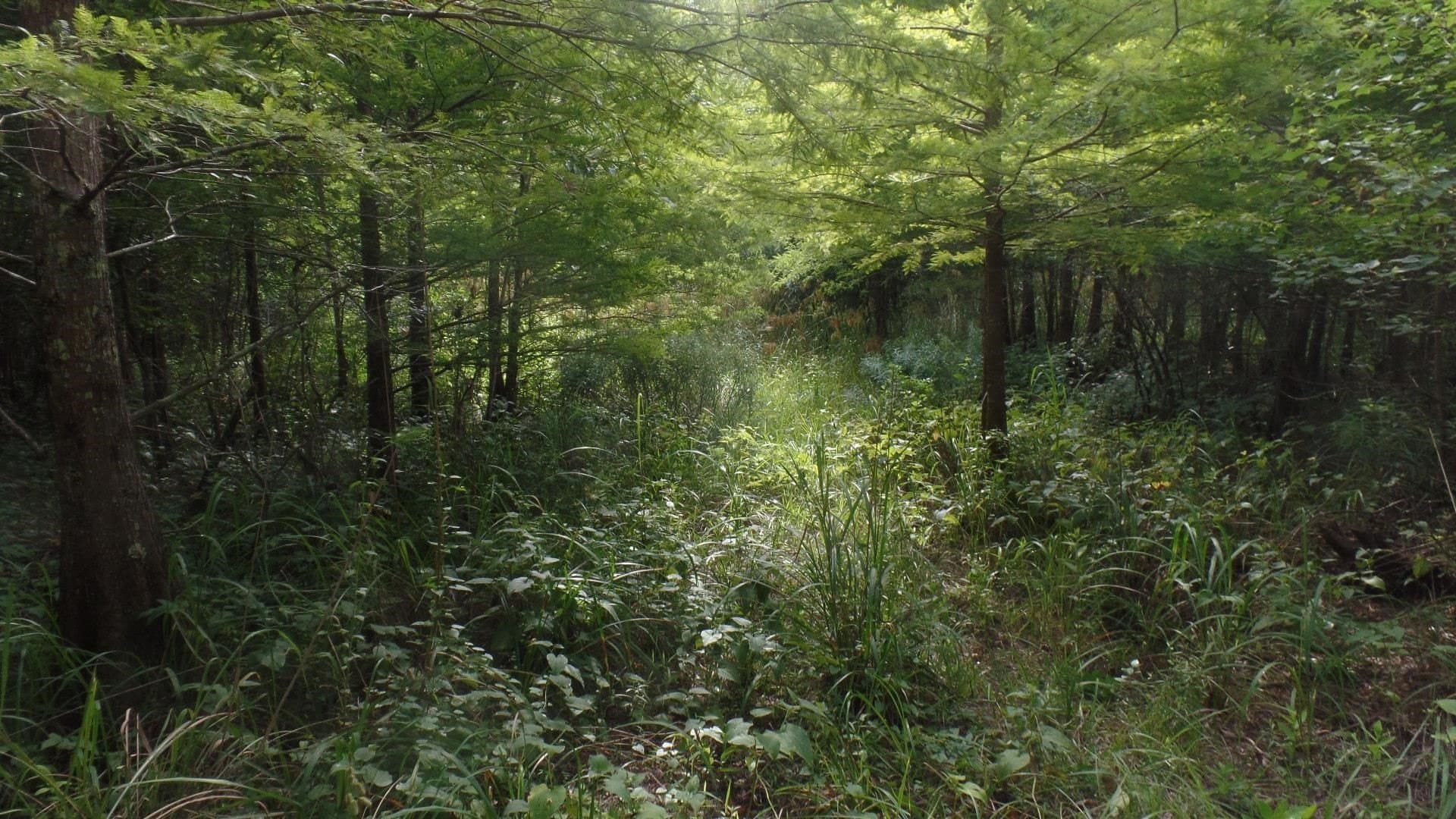 38.65 acres in Texas County featured view
