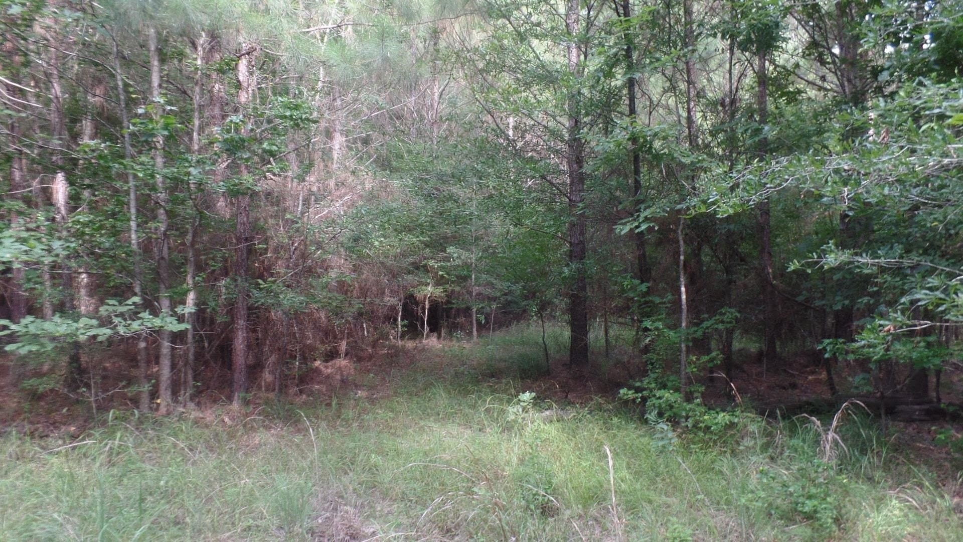38.65 acres in Texas County gallery image 2