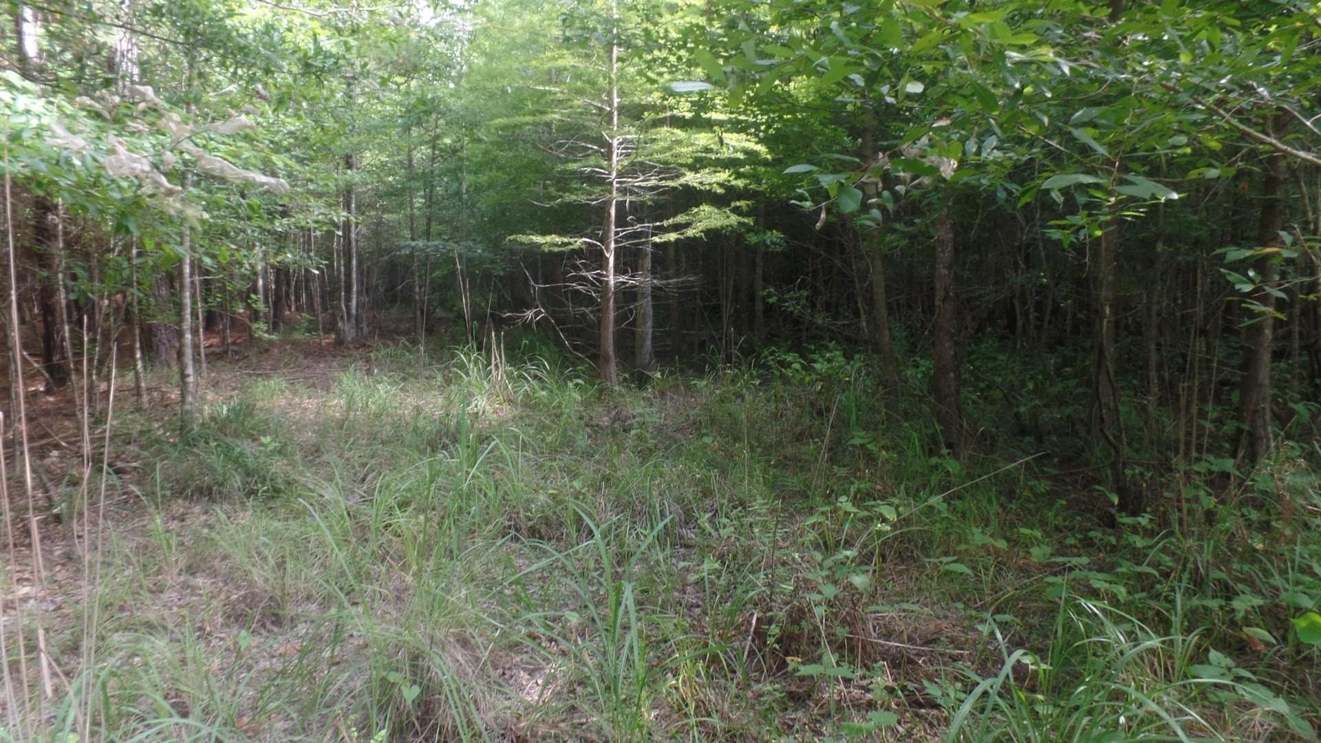38.65 acres in Texas County gallery image 4