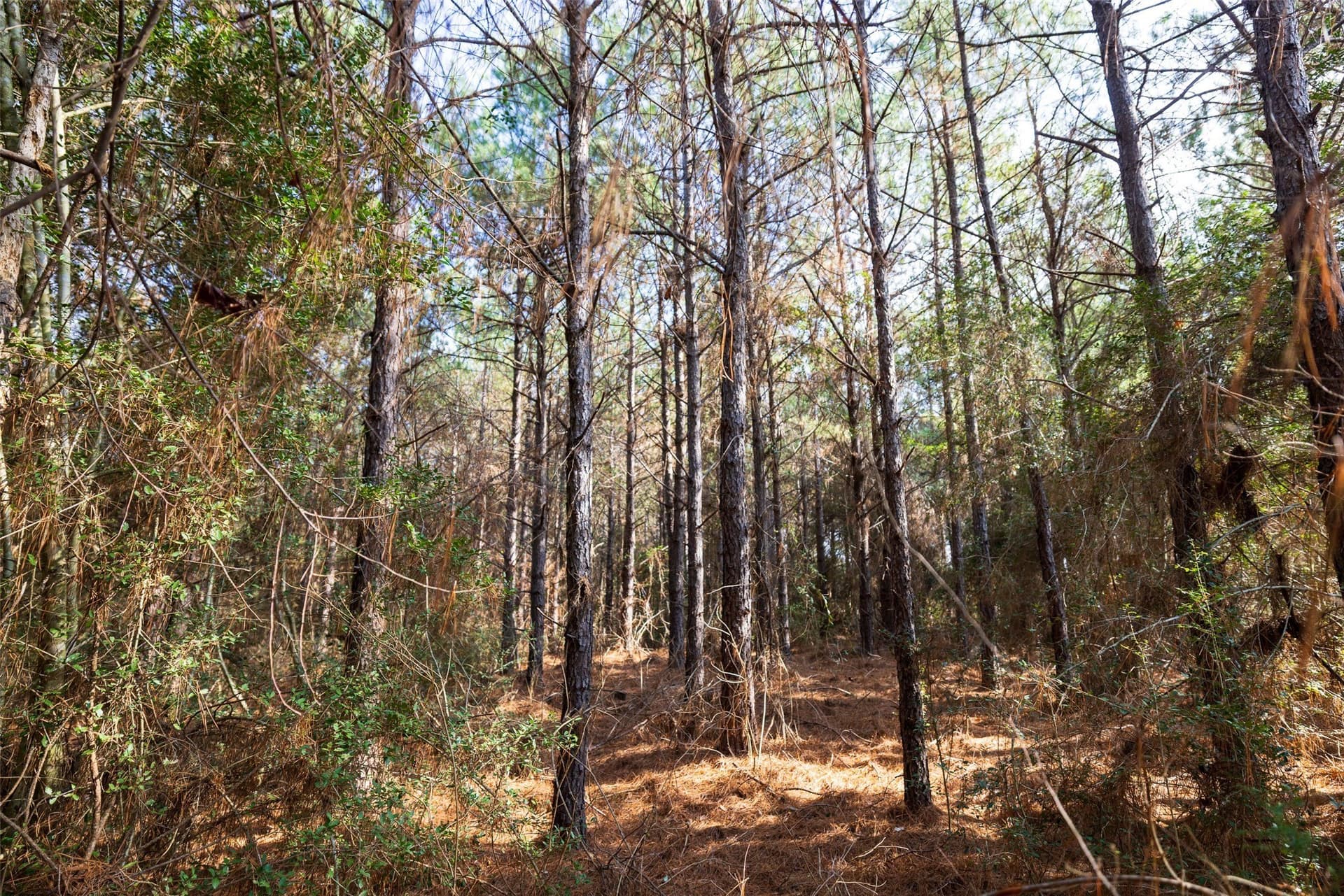 86.5 acres in Shelby County - photo 19