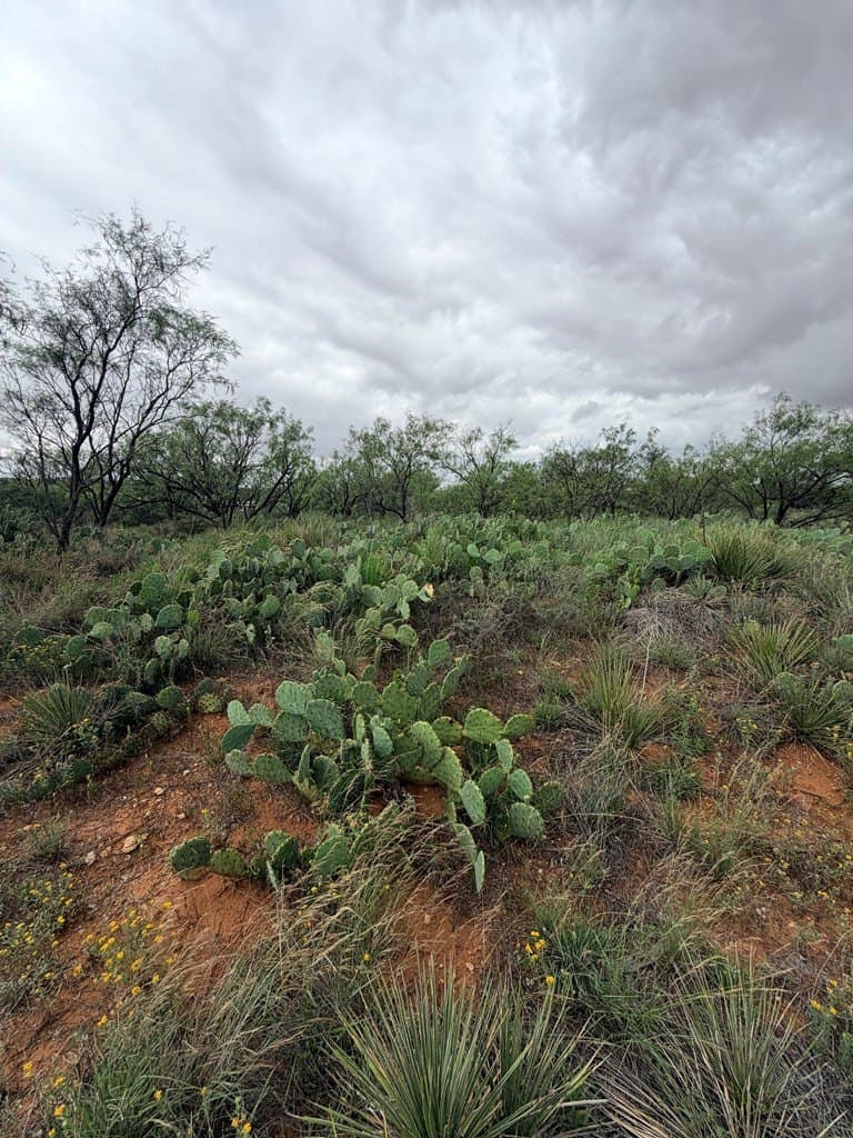 0.96 acres in Mitchell County gallery image 3