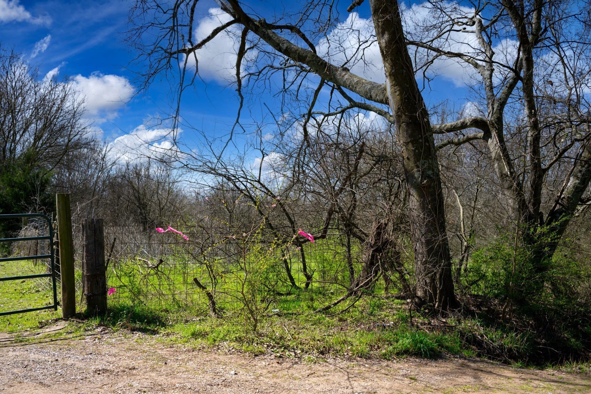 25 acres in Hopkins County gallery image 2