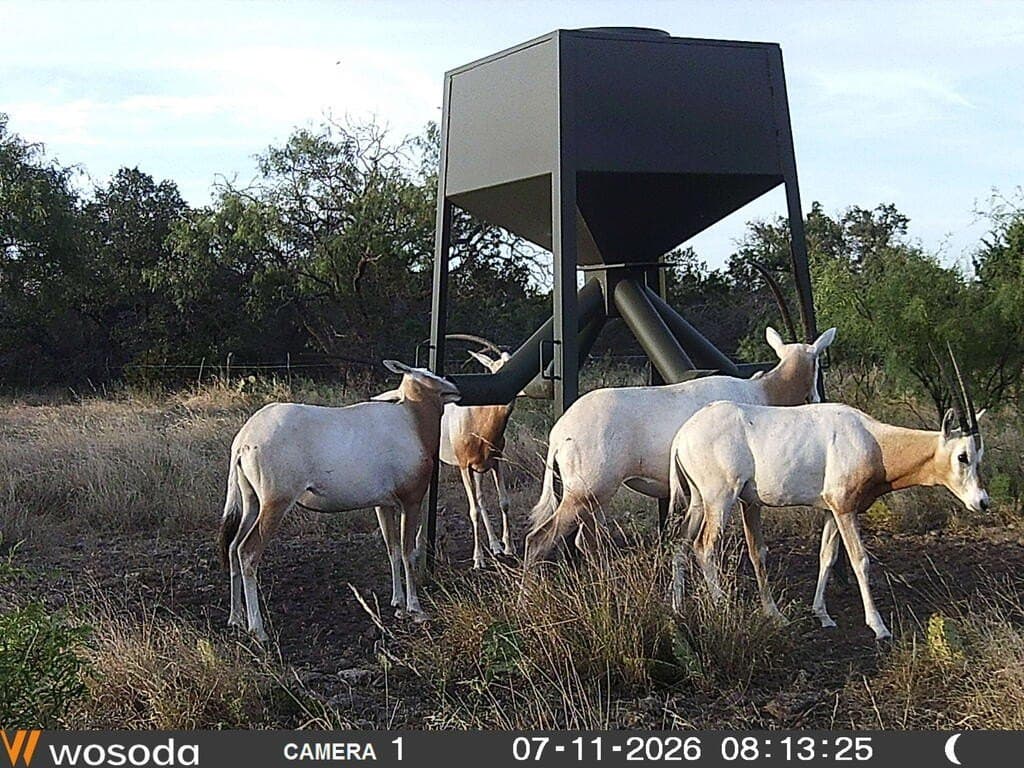 75 acres in Sutton County - photo 6