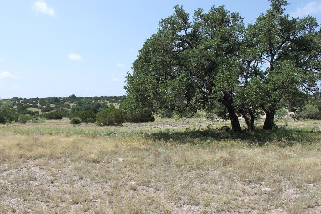 75 acres in Sutton County - photo 10