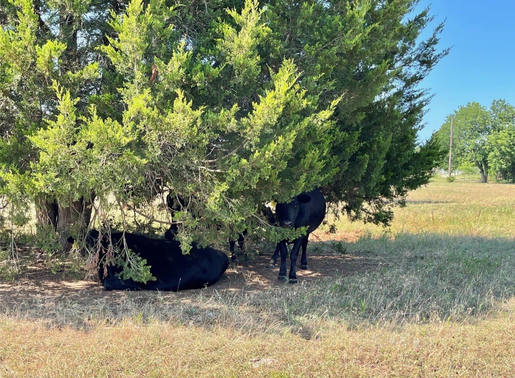 16.1 acres in Wise County - photo 34