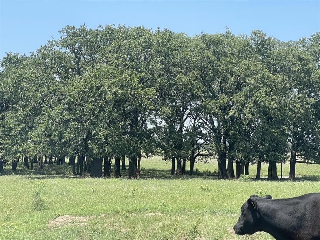 127 acres in Montague County gallery image 2