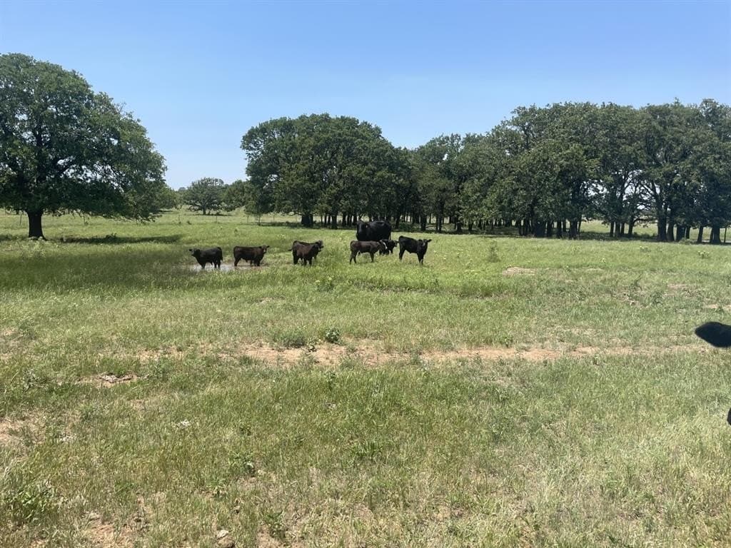 127 acres in Montague County gallery image 3