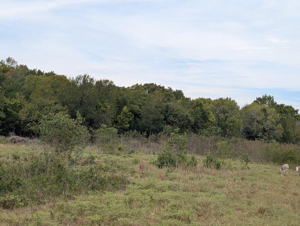 40.22 acres in FREESTONE County - photo 8