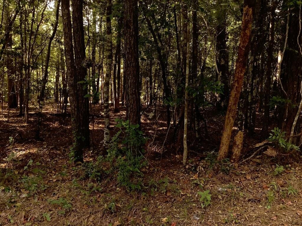 28.59 acres in Texas County - photo 7