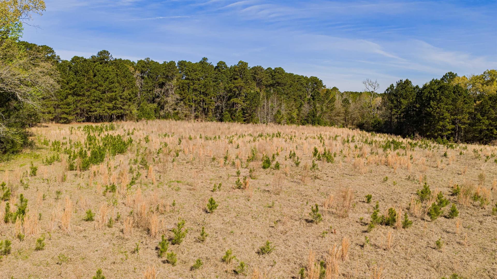 204.1 acres in Upshur County - photo 34