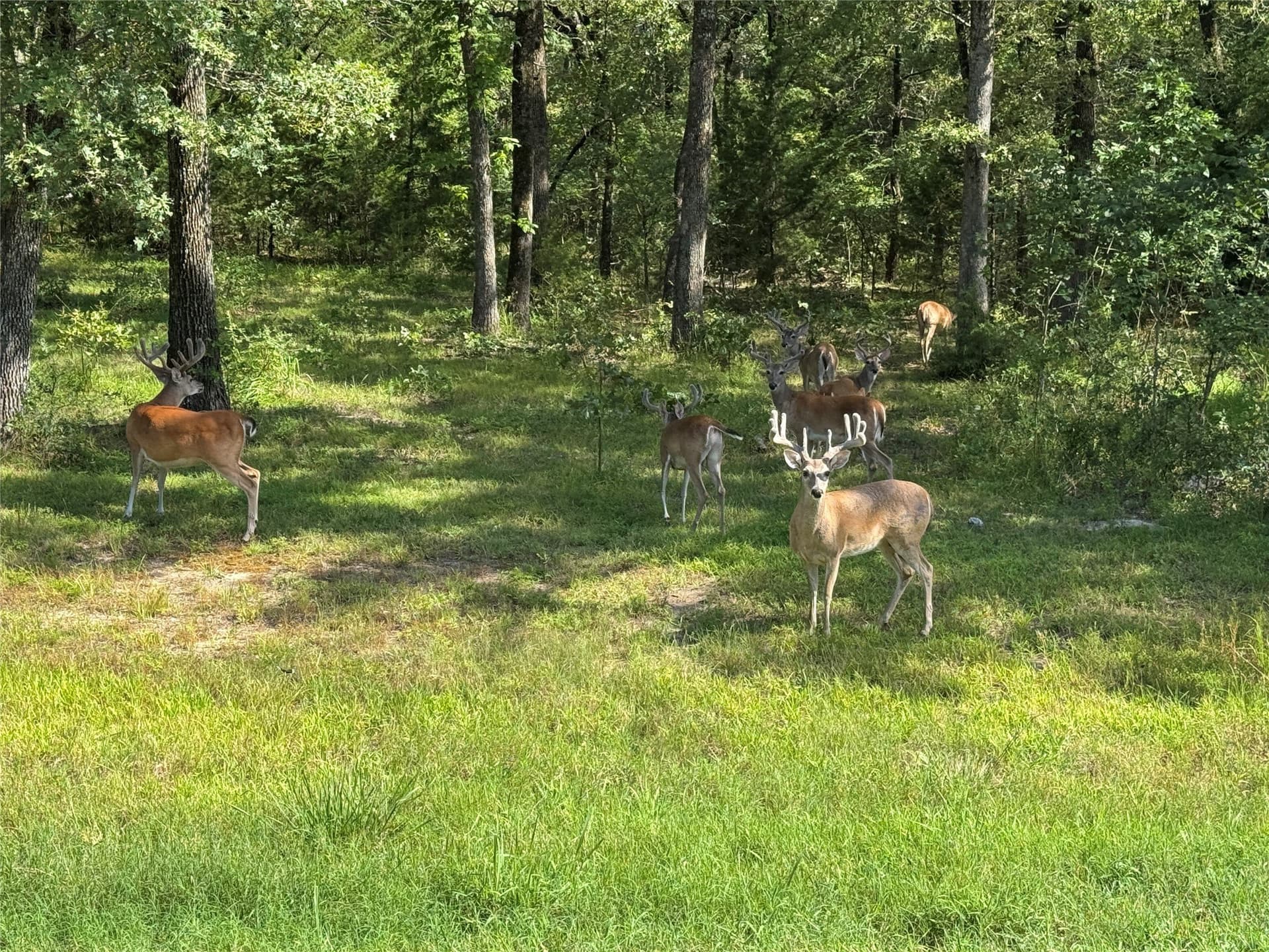 1 acres in Hunt County gallery image 4