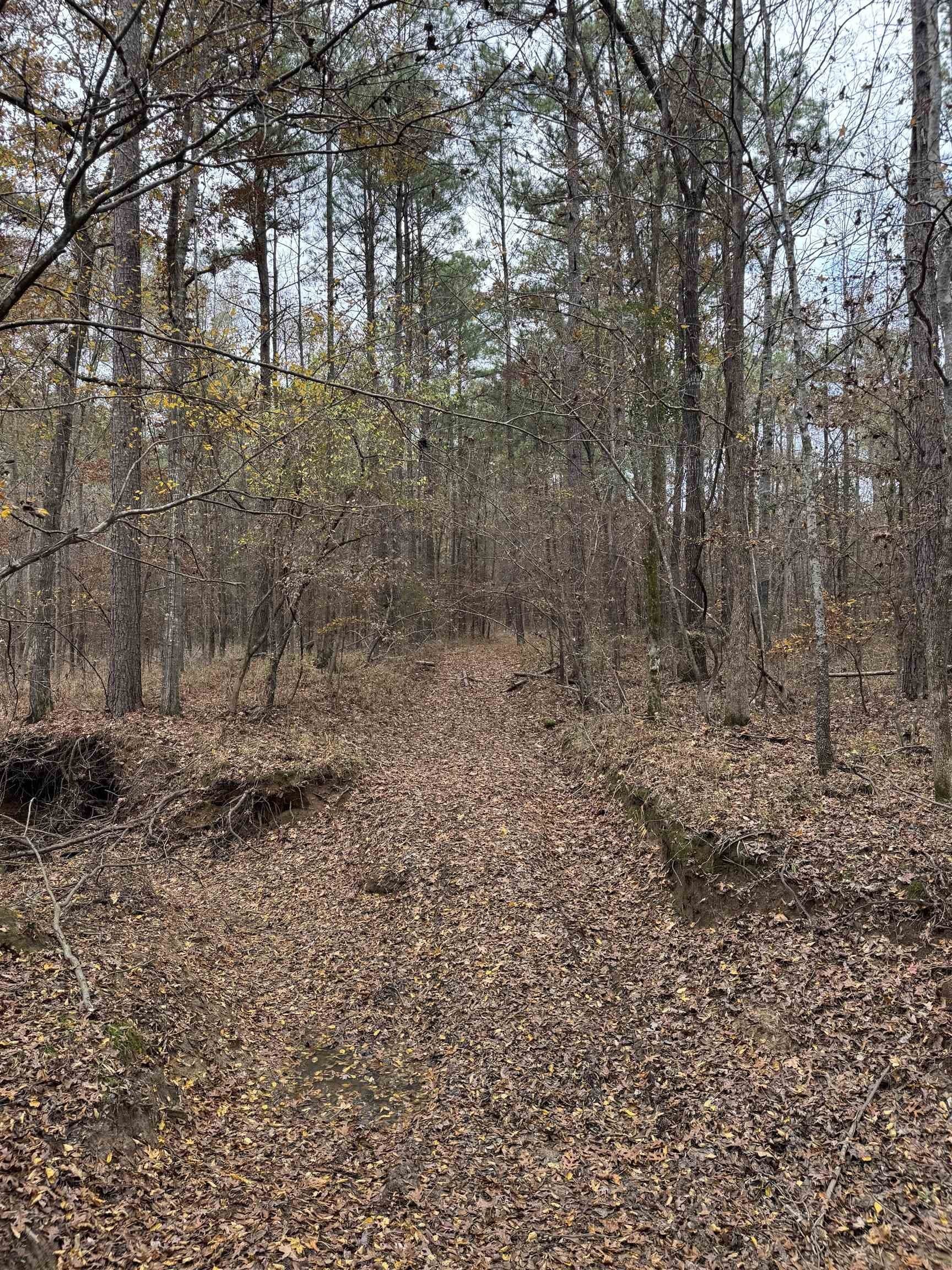 110.46 acres in Harrison County gallery image 4