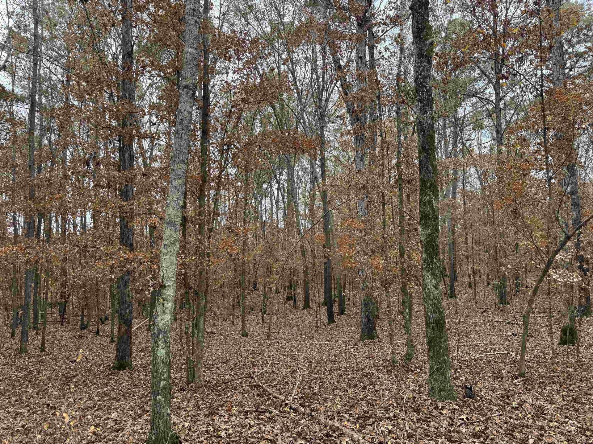 110.46 acres in Harrison County gallery image 3