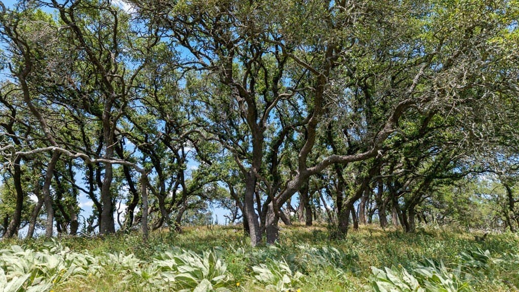 71.47 acres in Blanco County - photo 20