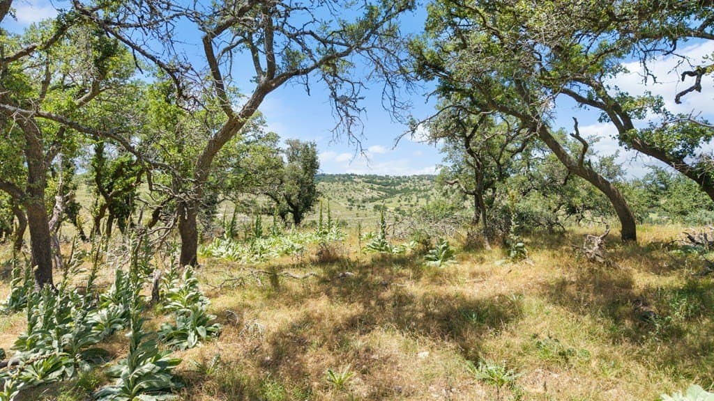 71.47 acres in Blanco County - photo 14