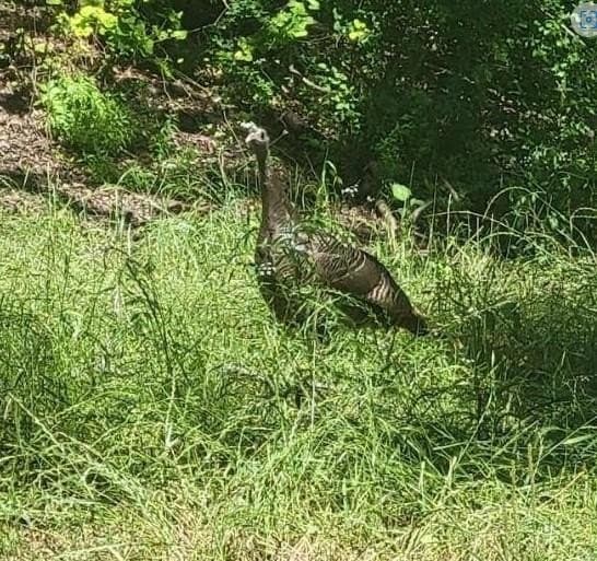 238.1 acres in Ellis County gallery image 4