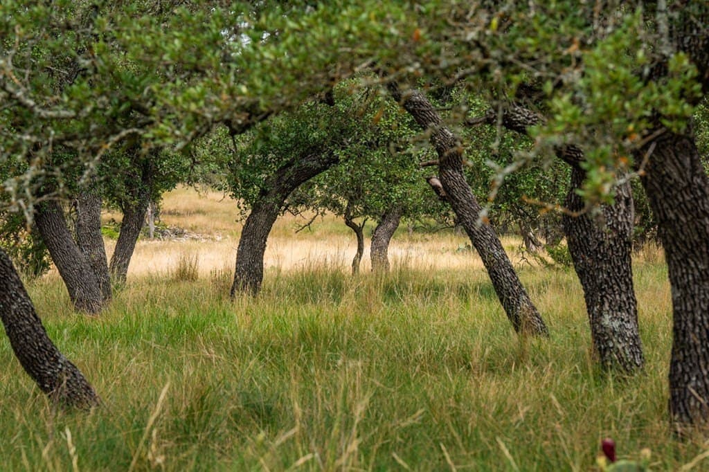 4.3 acres in Gillespie County - photo 11
