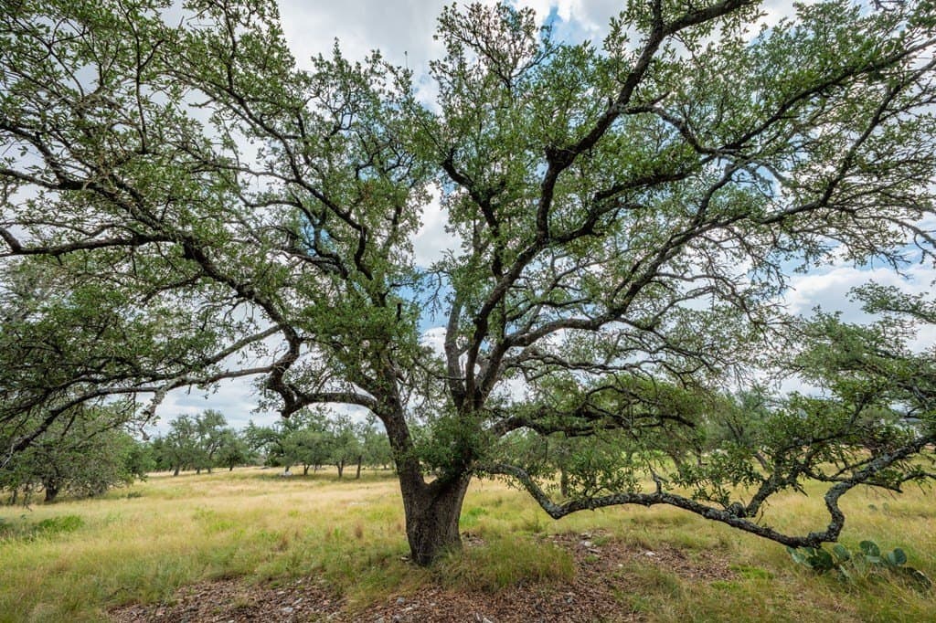 4.3 acres in Gillespie County - photo 9