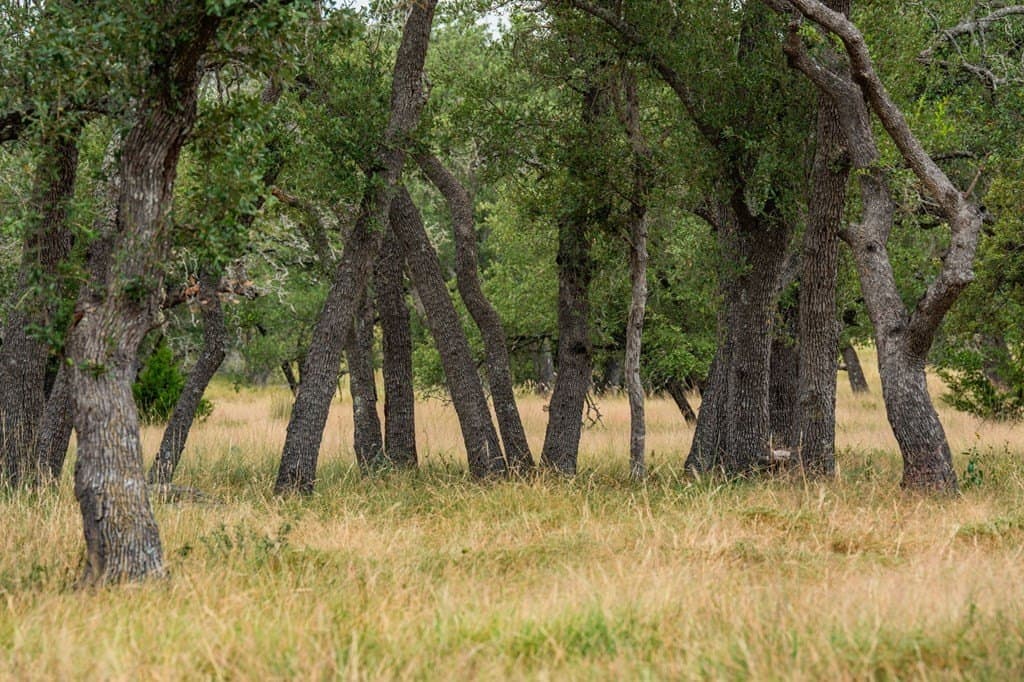 4.3 acres in Gillespie County - photo 7