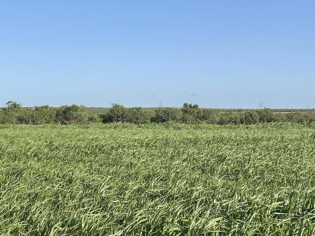 120 acres in Scurry County - photo 2
