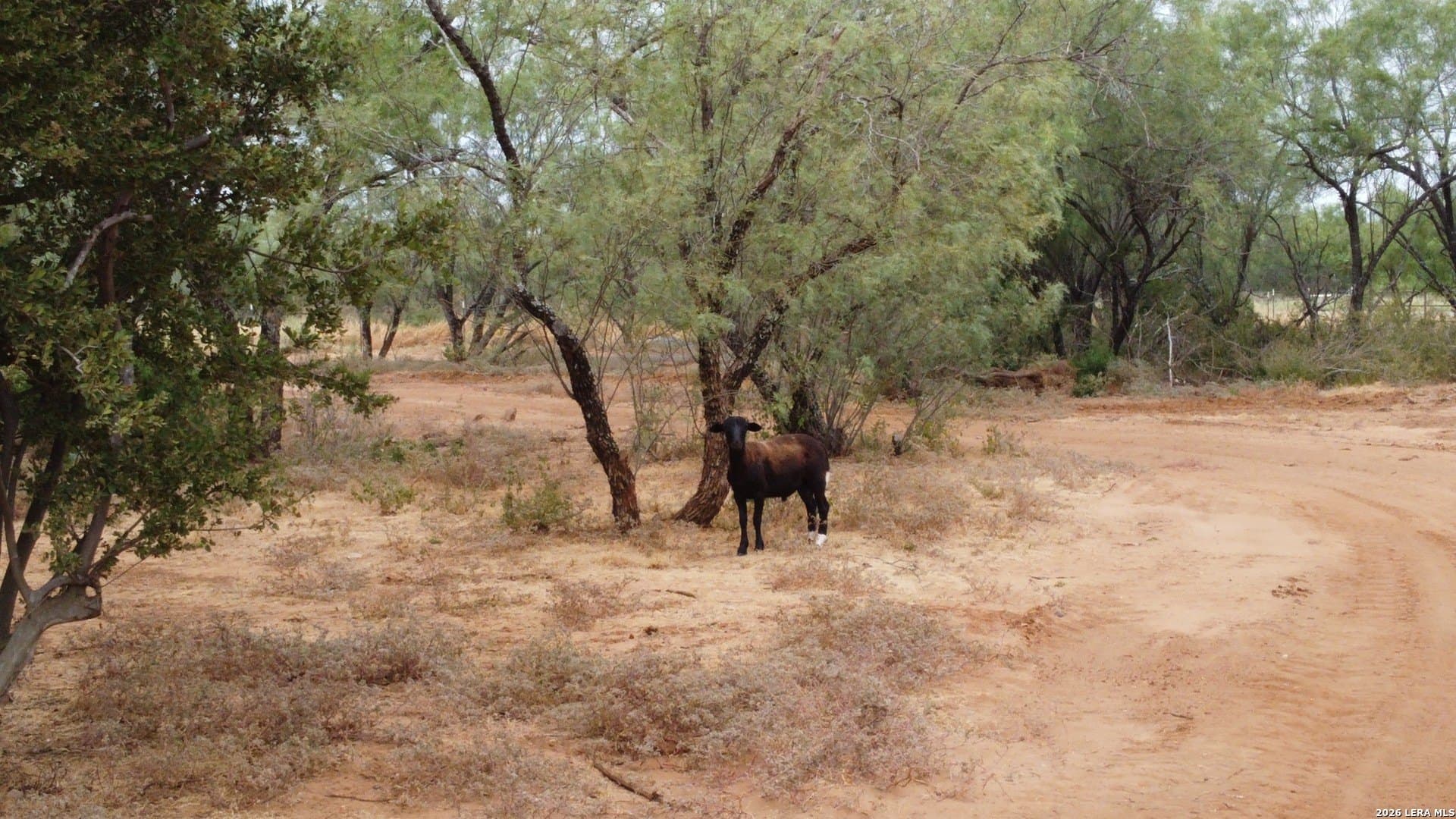 12.08 acres in Webb County - photo 14