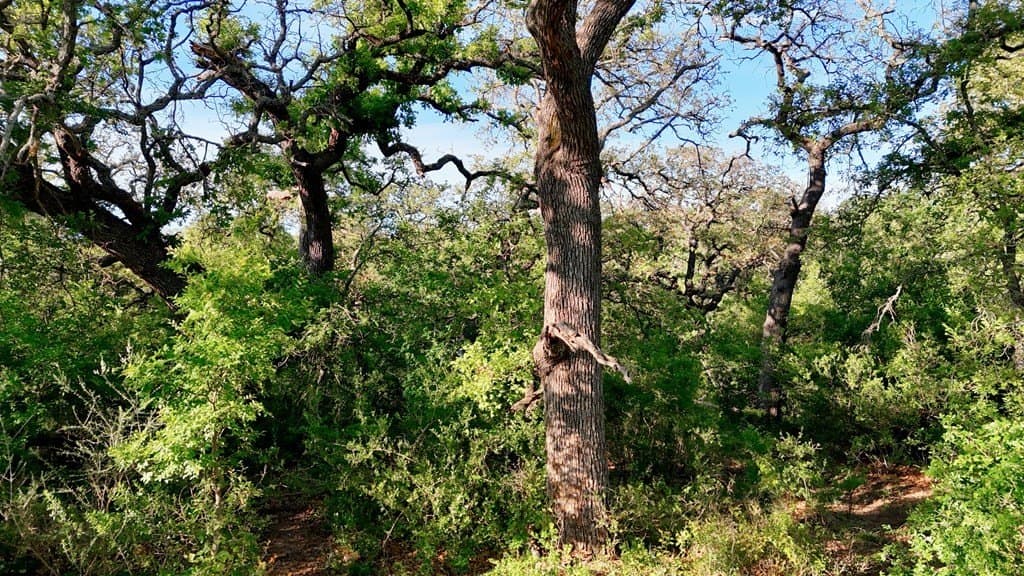 44.8 acres in Llano County - photo 25