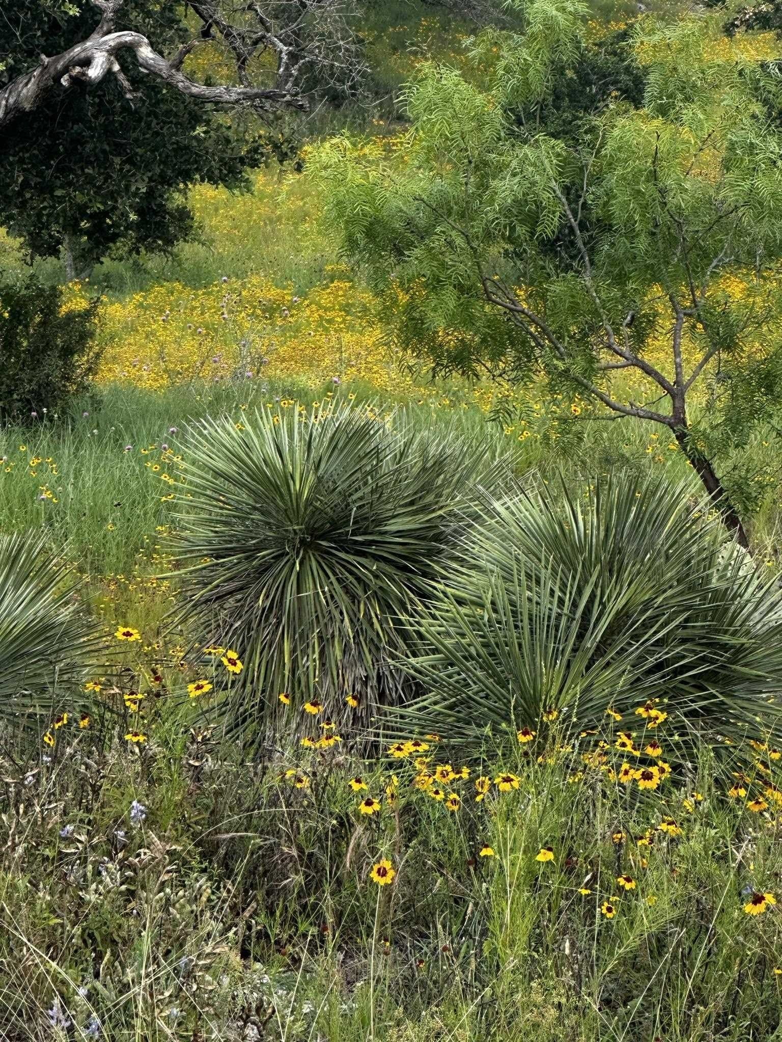 0.33 acres in Llano County - photo 17