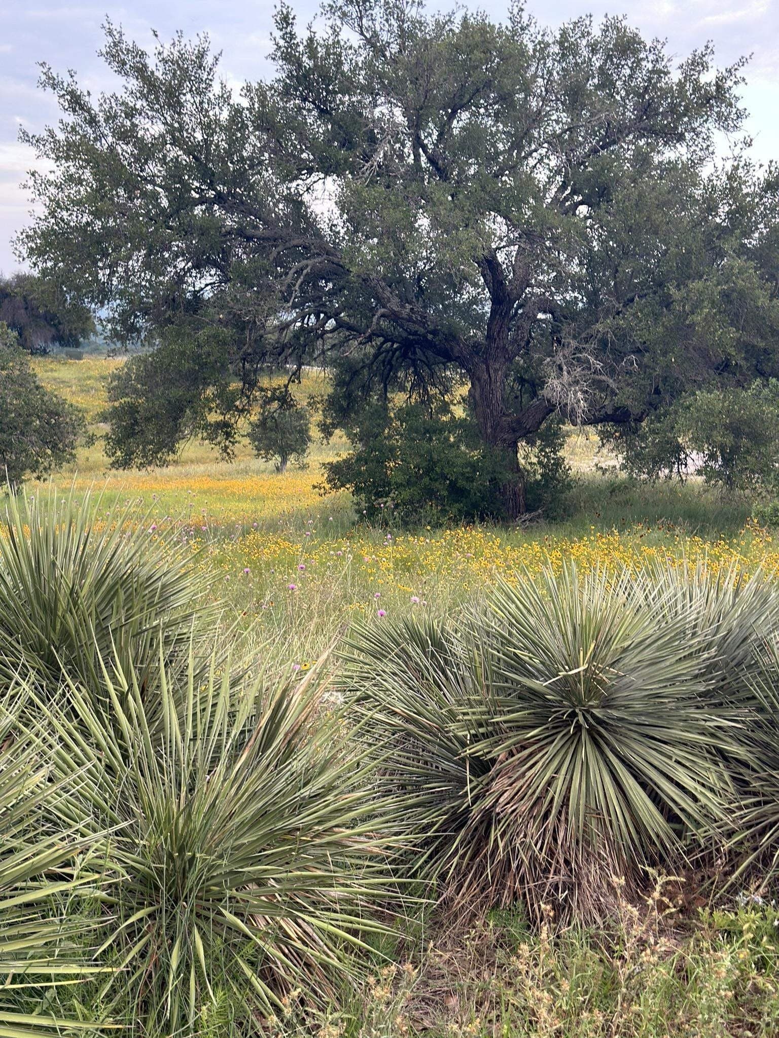 0.33 acres in Llano County gallery image 2