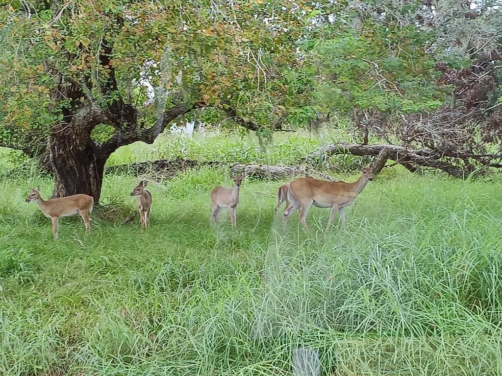 0.91 acres in Angleton County - photo 14